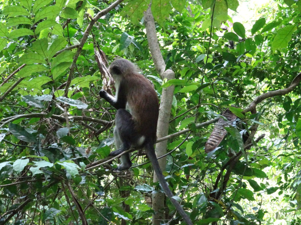 Tafi Atome Monkey Sanctuary Volta Region